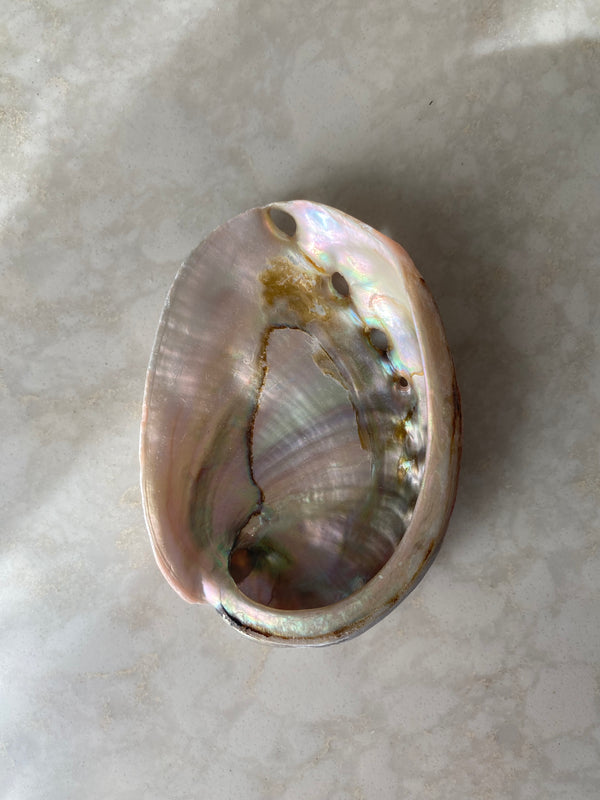 Abalone Shell